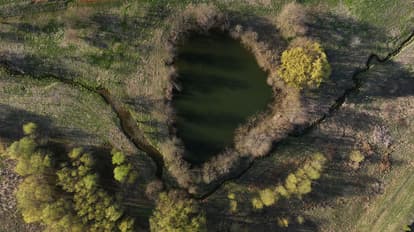 Treelay 02.JPG